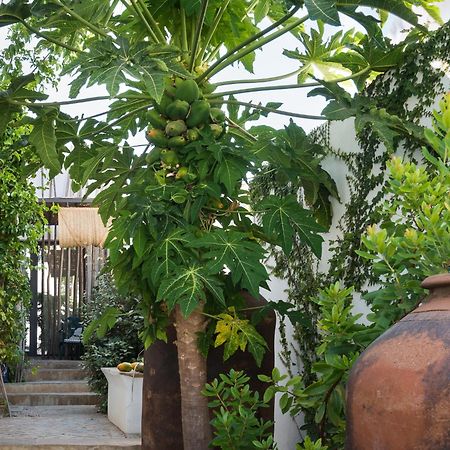 Altanure Almatere - Food Forest Boutique Stay Tavira Esterno foto