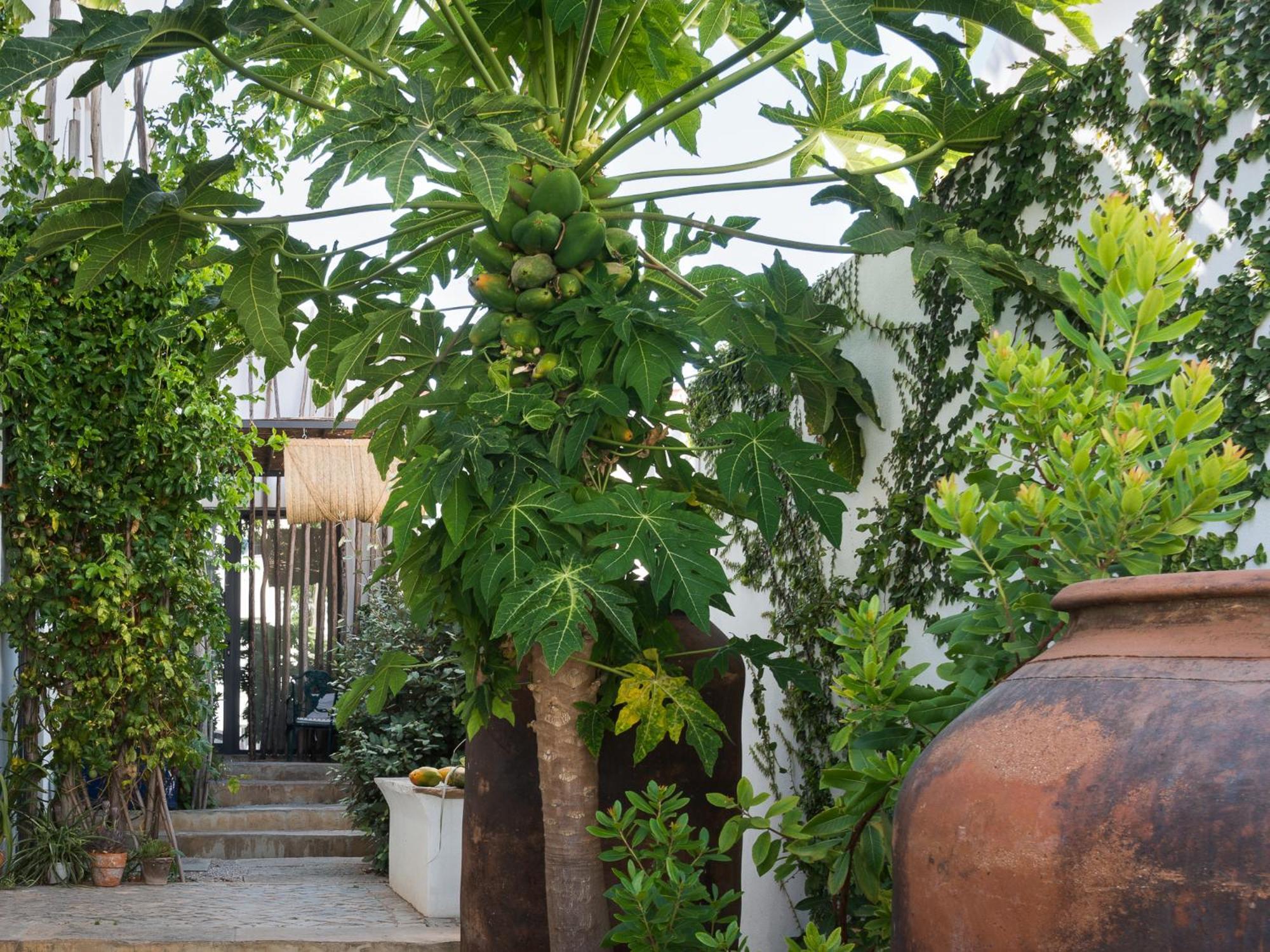 Altanure Almatere - Food Forest Boutique Stay Tavira Esterno foto